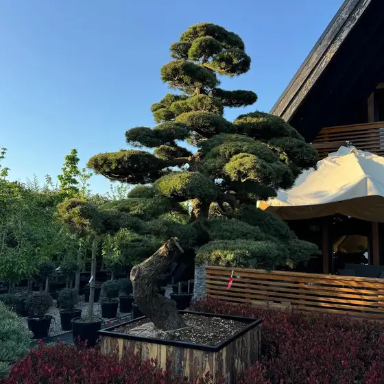 Showroom önünde bulut budamalı çam (niwaki)