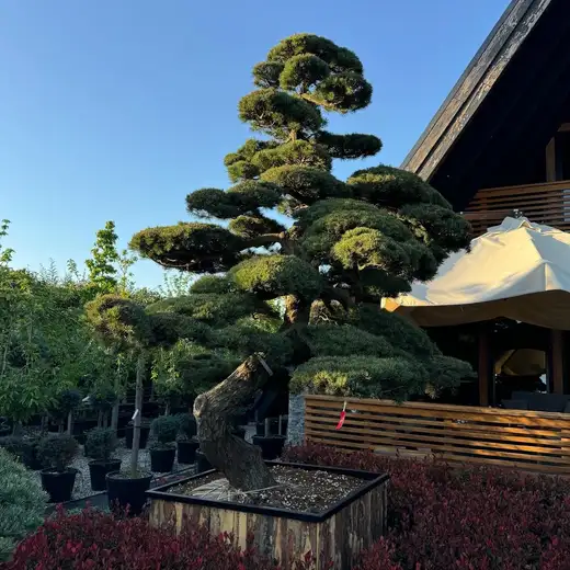 Showroom önünde bulut budamalı çam (niwaki)