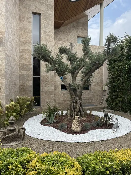 Beyaz çakıl zeminde dikilmiş zeytin ağacı