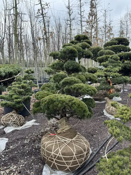 Kök topağı sarılmış niwaki çamlar