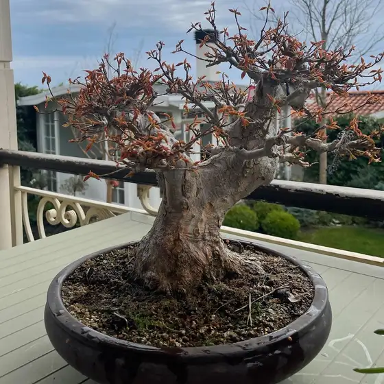 Yaşlı gövdeli bonsai