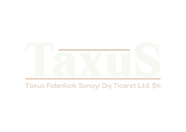 Taxus Fidancılık